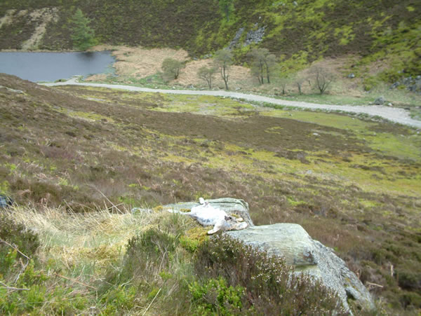 Poisoned bait laid out illegally for birds of prey, etc.