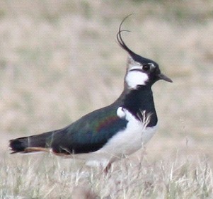 Lapwing (Badenoch and Strathspey Conservation Group)