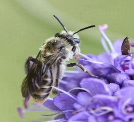 Scabius Mining Bee (Badenoch and Strathspey Conservation Group)