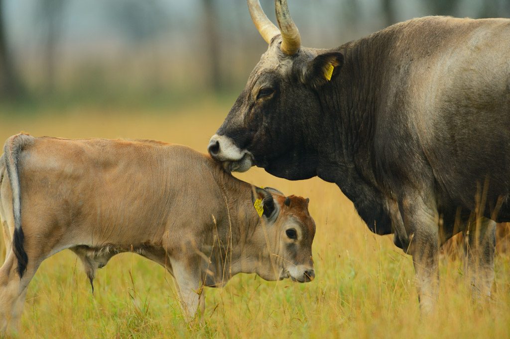 Tauros
