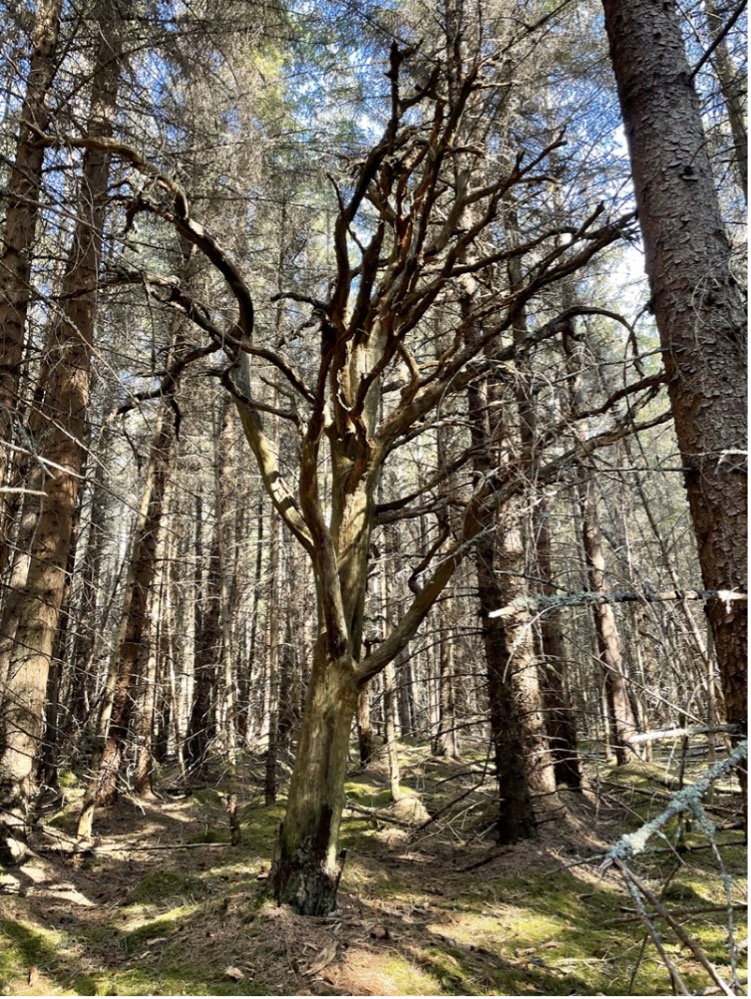A dead Scots Pine overtopped