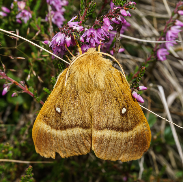Oak Eggar, Morven